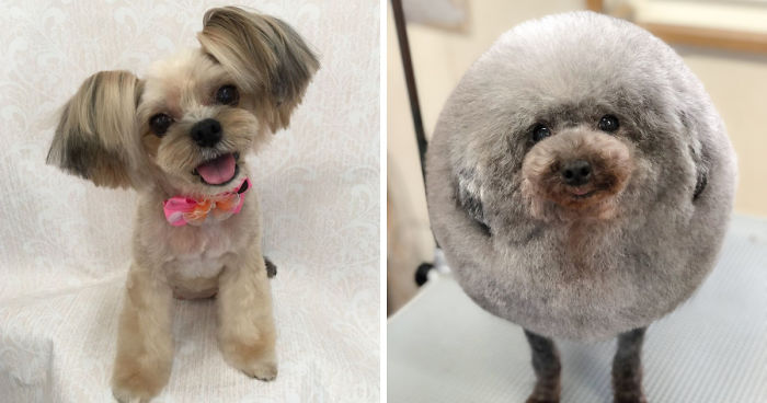 adorable dogs grooming salon