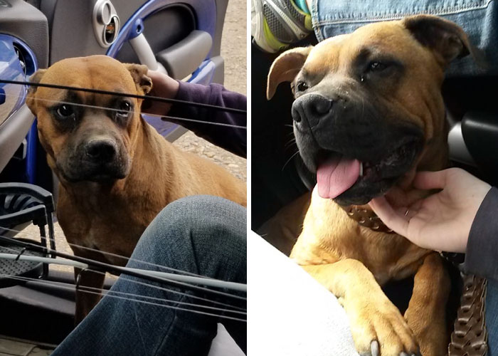 Woman Wants To Adopt A Starved And Terrified Dog, But Her Boyfriend’s Response Will Break Your Heart