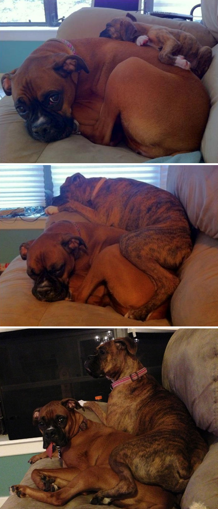 Our Boxer Puppy Laying On Our Adult Boxer