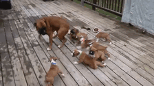 Daddy's Boxer Puppies Are Looking For Mommy's Boobies