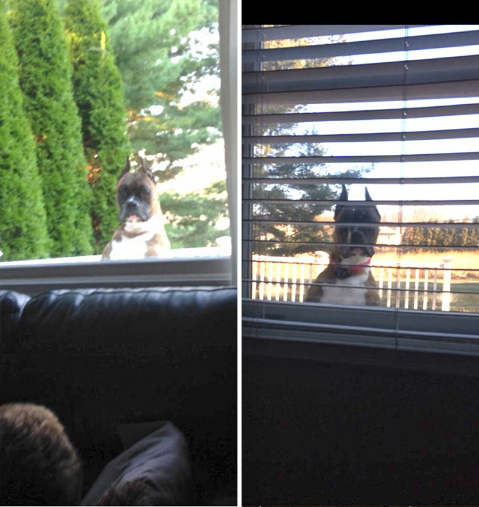 I Think My Neighbors Dog May Have Been A Peeping Tom In His Former Life! He's Always Looking In Our Windows To See If We're Home!