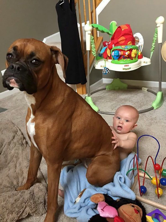 There Is No Lap Too Small For A Boxer