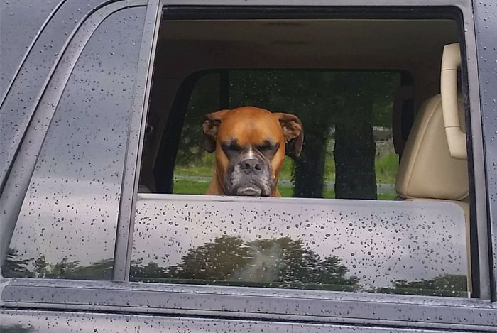 216 Hilarious Photos That Prove Boxers Are The Weirdest Yet Most Adorable Dogs Ever