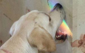 25+ Idiot Dogs That Will Crack You Up