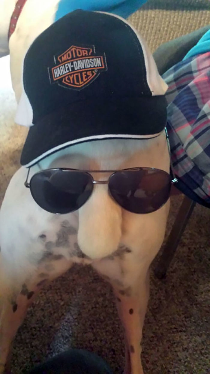 Mi sobrinita le ha puesto gorra y gafas al perro. En el culo