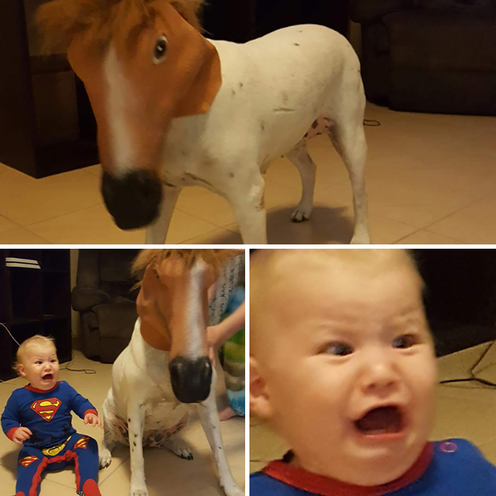 My Cousin Placed A Horse Mask On His Dog, His Son Didn't See The Humor In It