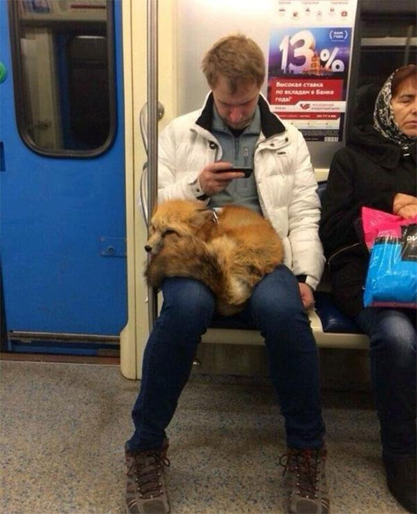 Just A Fox In A Subway