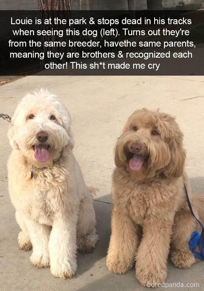Louie Is At The Park & Stops Dead In His Tracks When Seeing This Dog (Left). Turns Out They're From The Same Breeder, Have The Same Parents, Meaning They Are Brothers & Recognized Each Other! This Sh*t Made Me Cry