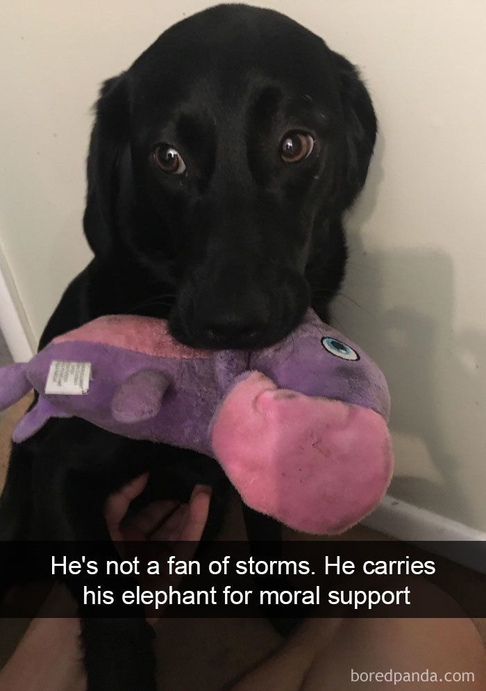 He's Not A Fan Of Storms. He Carries His Elephant For Moral Support