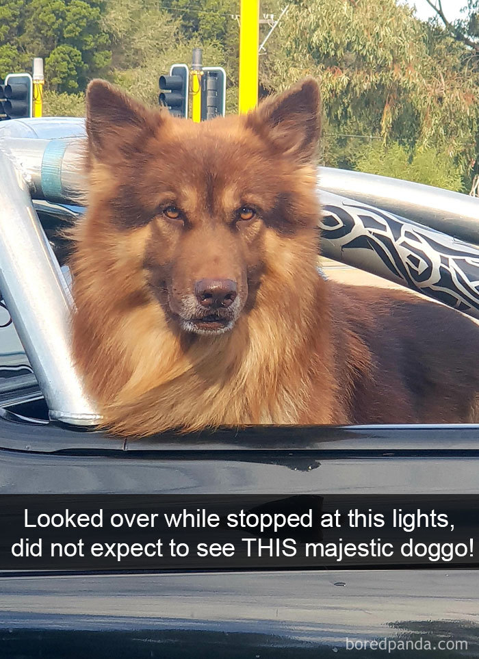 Looked Over While Stopped At This Lights, Did Not Expect To See This Majestic Doggo!