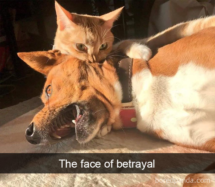 The Face Of Betrayal