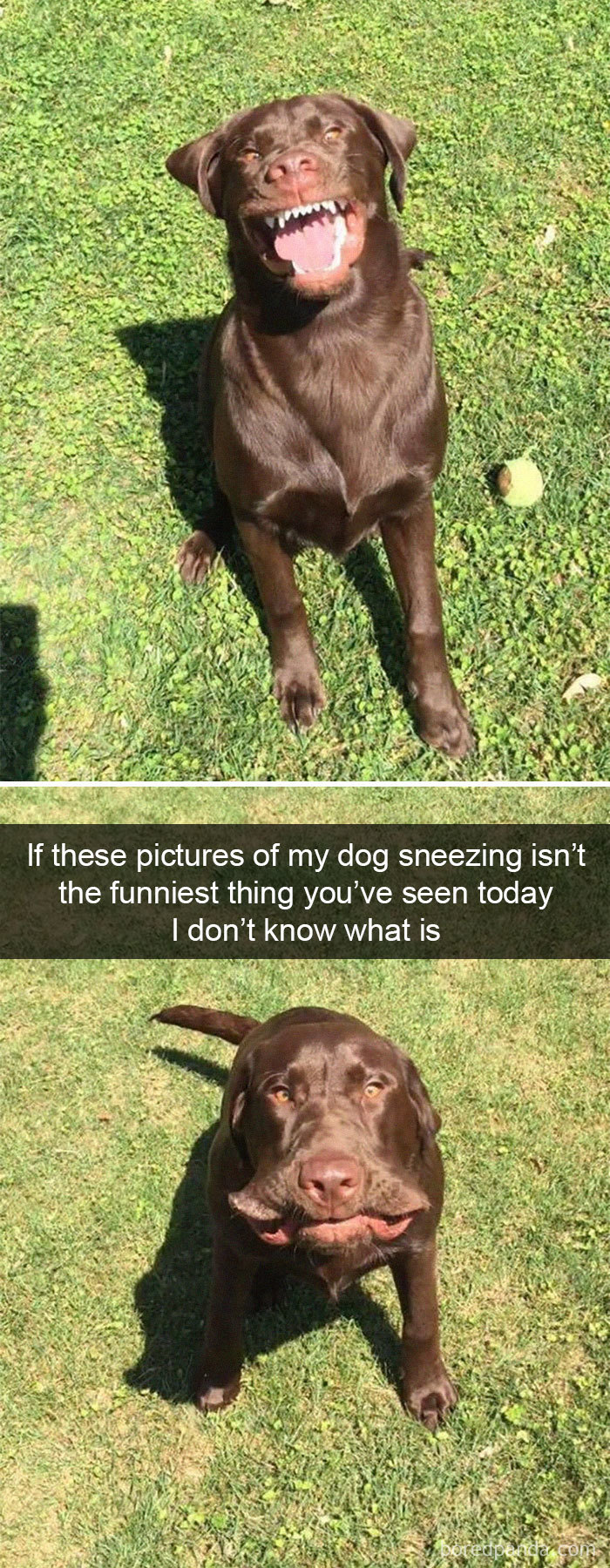 If These Pictures Of My Dog Sneezing Isn't The Funniest Thing You've Seen Today I Don't Know What Is