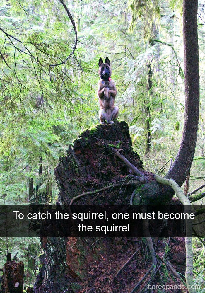To Catch The Squirrel, One Must Become The Squirrel