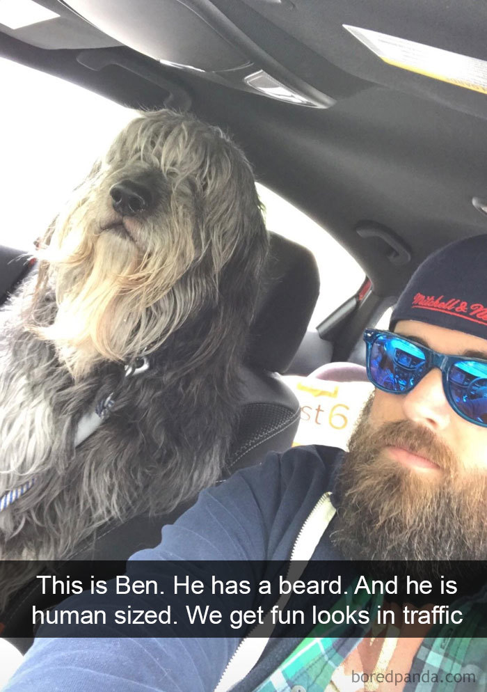 This Is Ben. He Has A Beard. And He Is Human Sized. We Get Fun Looks In Traffic