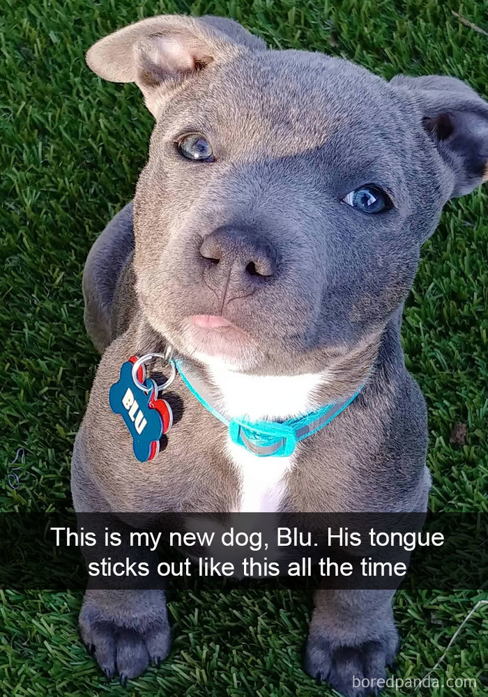 This Is My New Dog, Blu. His Tongue Sticks Out Like This All The Time