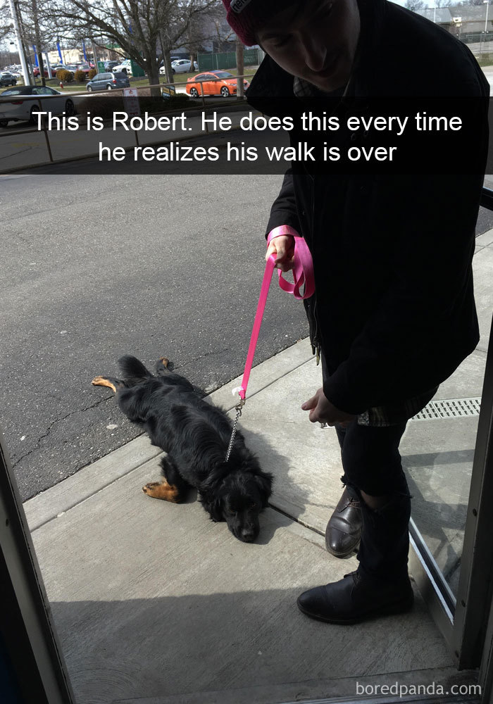 This Is Robert. He Does This Every Time He Realizes His Walk Is Over