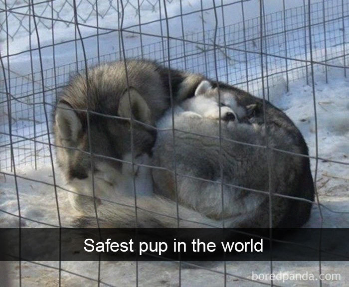 Safest Pup In The World