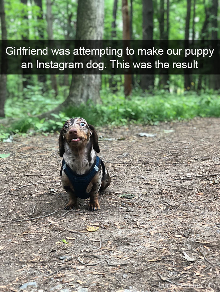 Girlfriend Was Attempting To Make Our Puppy An Instagram Dog. This Was The Result