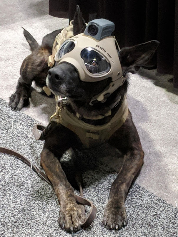 Tactical Dog Helmets. The Future Is Now