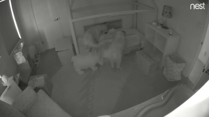 Parents Can't Believe Their Eyes After Seeing Security Tape: Dogs Help Toddler Escape Room So She'd Give Them Snacks