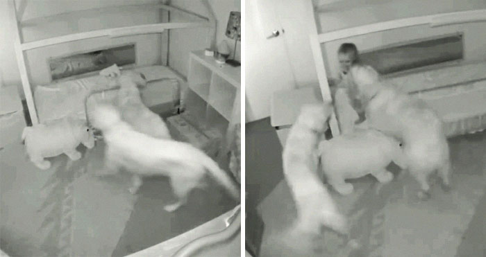Parents Can’t Believe Their Eyes After Seeing Security Tape: Dogs Help Toddler Escape Room So She’d Give Them Snacks