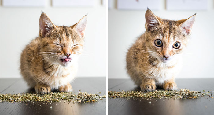 I Take Photos Of Cats High On Catnip, And It’s Sooo Much Fun (19 Pics)
