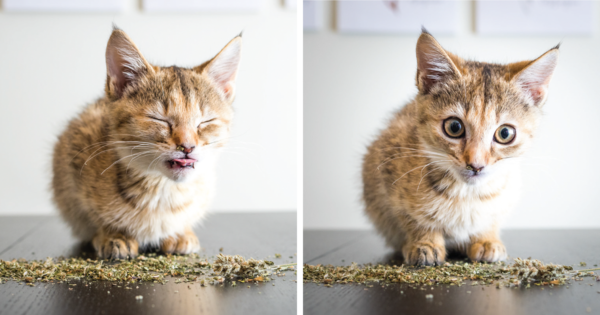 I Take Photos Of Cats High On Catnip, And It's Sooo Much Fun (19 Pics) | Bored Panda