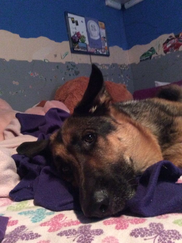 Dogs
