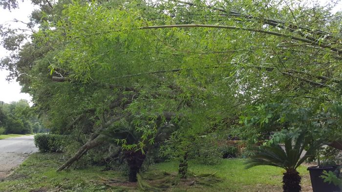 A Few Days Ago A Tree Fell In Our Front Yard (Please Read Description)