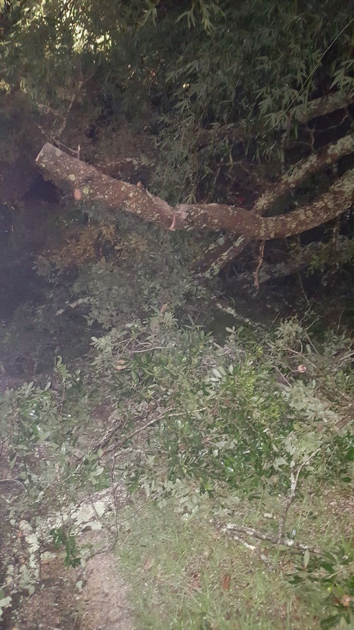 A Few Days Ago A Tree Fell In Our Front Yard (Please Read Description)