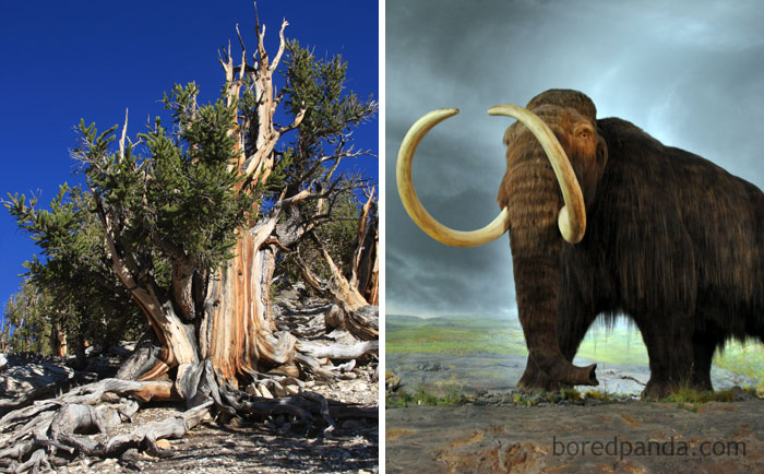 Today's Oldest Living Tree (A Bristlecone Pine) Was Already 1,000 Years Old When The Last Wooly Mammoth Died