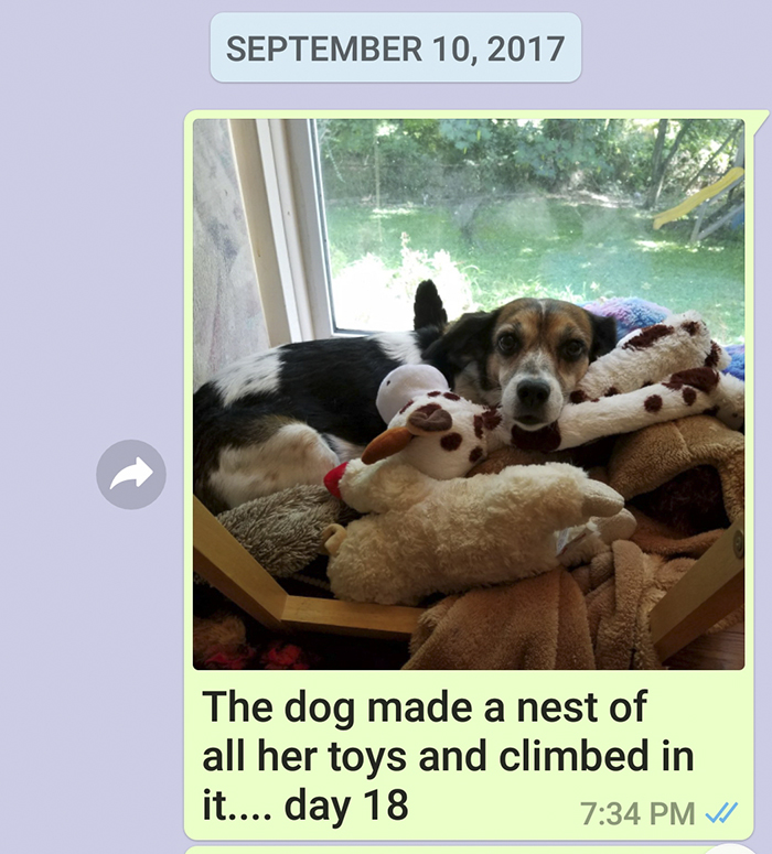 Mother Sends Her Son Pictures Of His Dog Everyday And The Reason Will Melt Your Heart