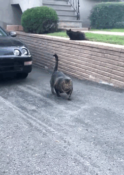 Este gato increíblemente musculoso conquista internet, y sus memes son divertidísimos