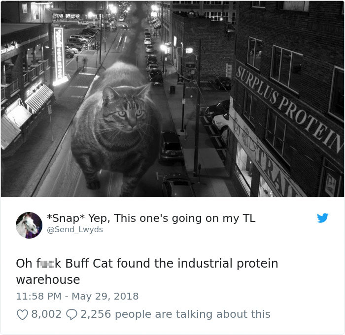 Insanely Muscular Cat Conquers The Internet And The Memes Are Hilarious | Bored Panda