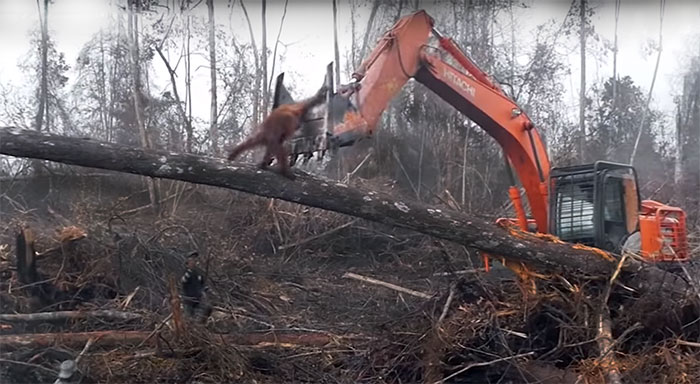 Lone Orangutan Fights Back In A Heartbreaking Video As Loggers Destroy His Home