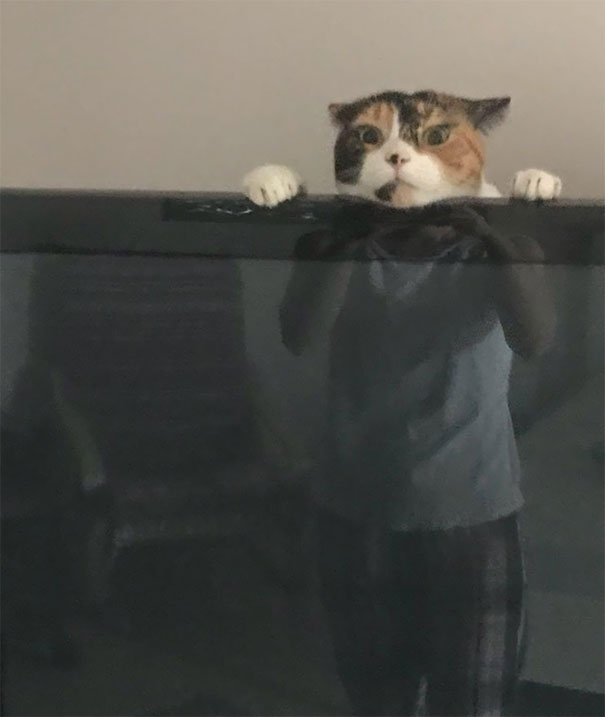 My Wife Just Texted Me This Picture Of Our Cat Playing Behind The TV
