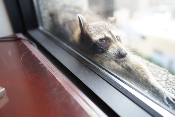Internet Holds Its Breath As Raccoon Climbs A Skyscraper, And It Gets Scarier And Scarier With Every Pic
