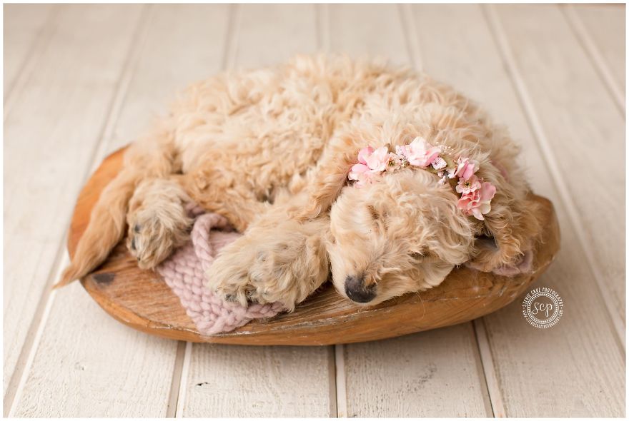 Puppy 'Newborn' Pictures: I Dressed Up My Dogs