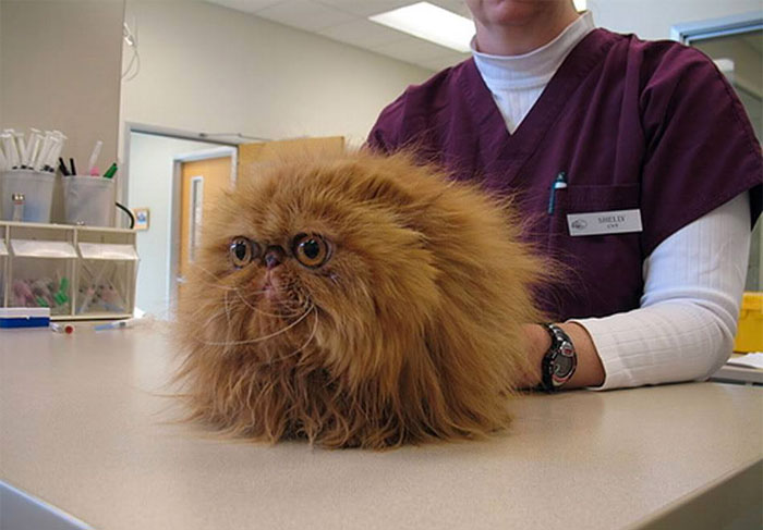 Vet Reveals The Craziest Things Pet Owners Have Done, And It’s Hard To Believe They Have Actually Happened