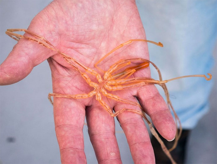Giant Anemone-Sucking Sea Spiders