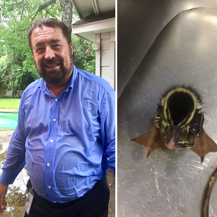 Dad Fell Into Our Pool Saving A Little Duckling. He’s A Ducking Hero
