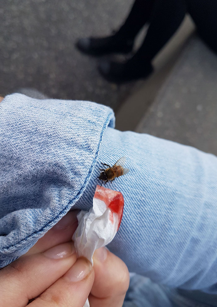 Today A Tired Little Bee Landed On My Jacket. I Offered It Some Jam From My Donut, Which It Happily Licked Up, Getting The Energy To Fly Off Again. Fly Strong Little Bee