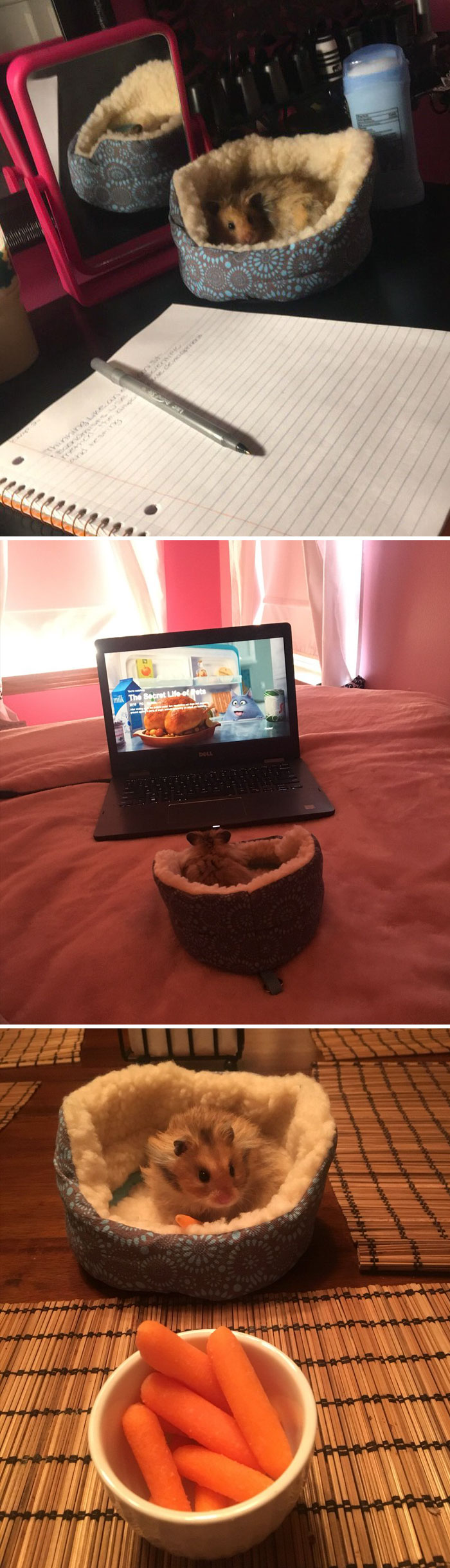 I Bought My Hamster A Little Bed And Now We Do Everything Together