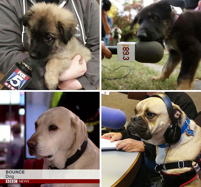 Everything Is Terrible So I Googled "Dogs Being Interviewed" And It Helped