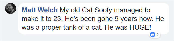 Owner Got A Cat In 1988, Probably Did Not Expect To Throw Him A Birthday Party 30 Years Later