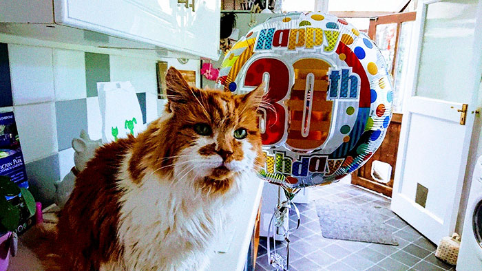 Owner Got A Cat In 1988, Probably Did Not Expect To Throw Him A Birthday Party 30 Years Later