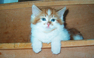 Owner Got A Cat In 1988, Probably Did Not Expect To Throw Him A Birthday Party 30 Years Later