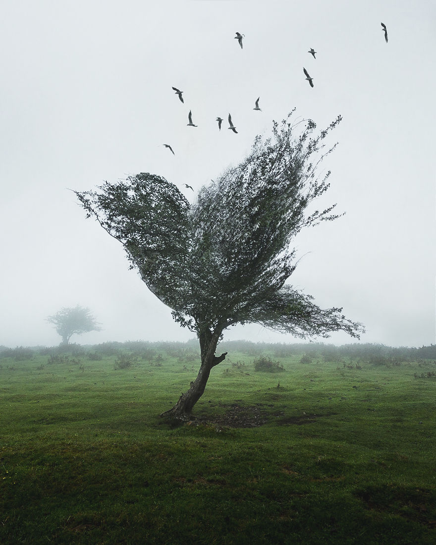 Bird Tree