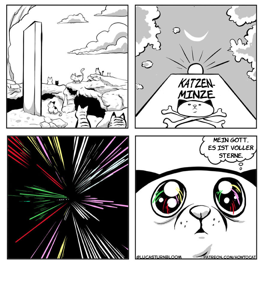 From Rescue Cat To 'How To Cat'