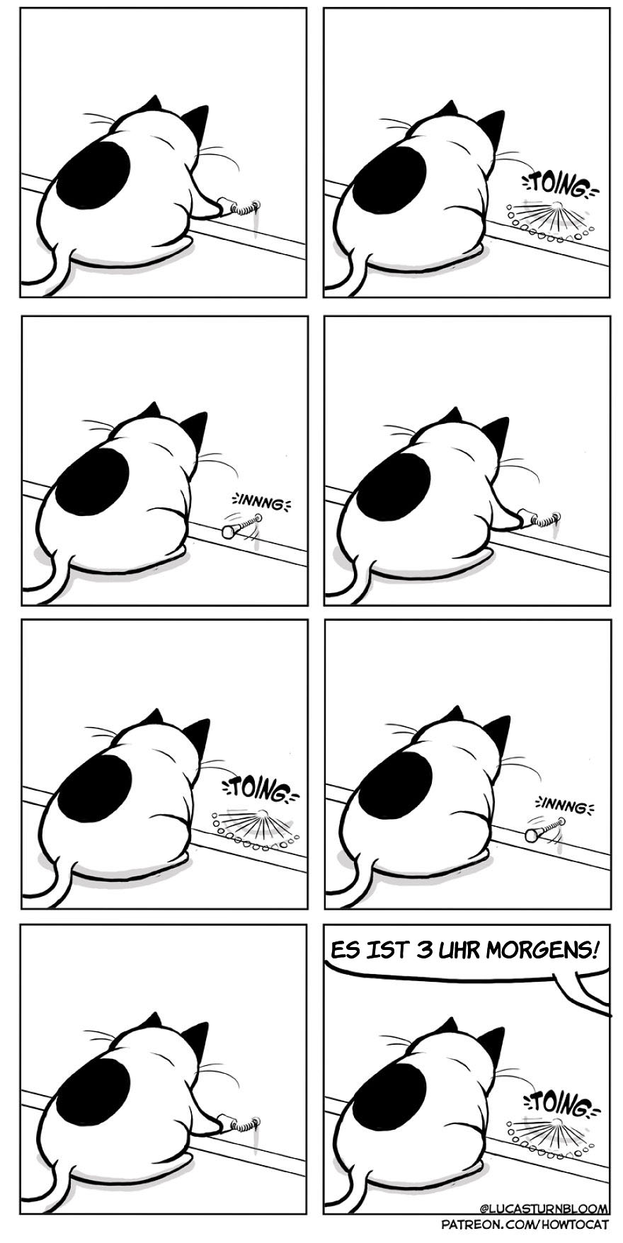 From Rescue Cat To 'How To Cat'